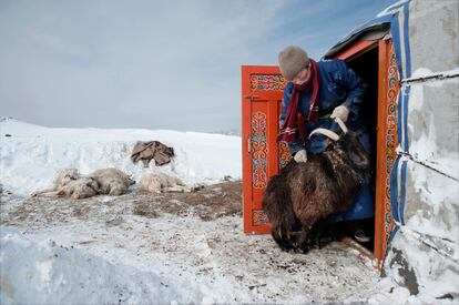 Erdene Tuya, 29 años, introduce en su gher una oveja para darle más calor; en segundo término, varias ovejas muertas.