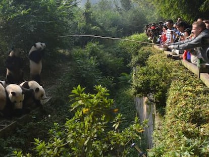 Siete cachorros panda en el Centro para la Investigación y la Reproducción del Panda Gigante, en Chengdú (China).