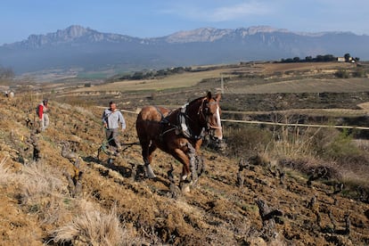 viñedos de Bodegas Bhilar