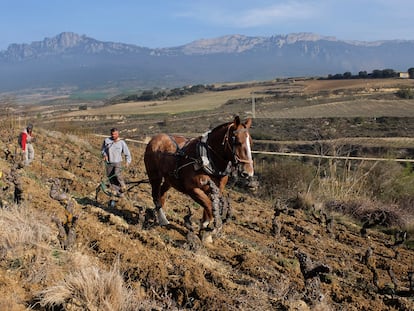 viñedos de Bodegas Bhilar