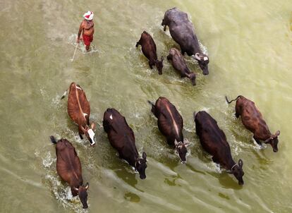 Un hombre reúne a su ganado en el río Ganges en un caluroso día en Allahabad, India.