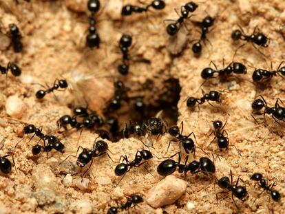 Las hormigas serán unas de las protagonistas de la temporada en libros de ensayo, gracias a la obra de E. O. Wilson.