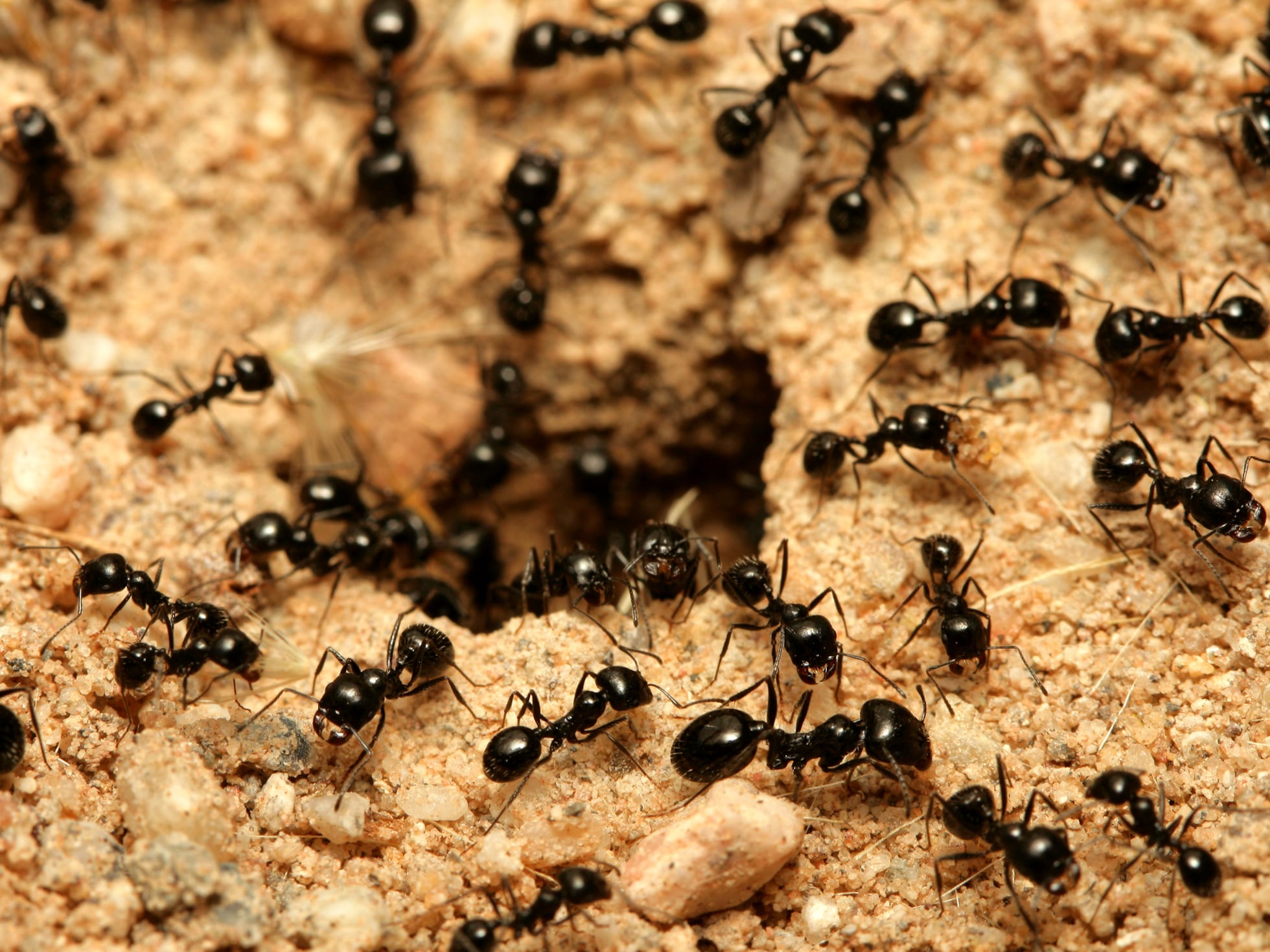 Formigas também fazem 'lockdown' para proteger o formigueiro em suas epidemias | Ciência | EL PAÍS Brasil