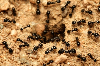 Las hormigas serán unas de las protagonistas de la temporada en libros de ensayo, gracias a la obra de E. O. Wilson.
