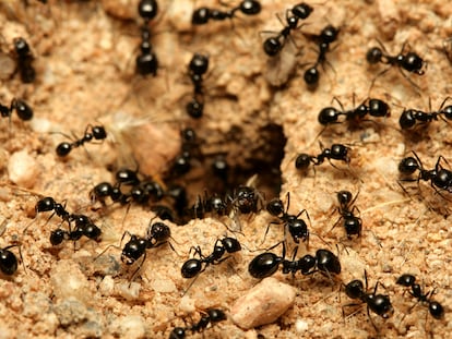 Un grupo de hormigas en la entrada de un hormiguero.