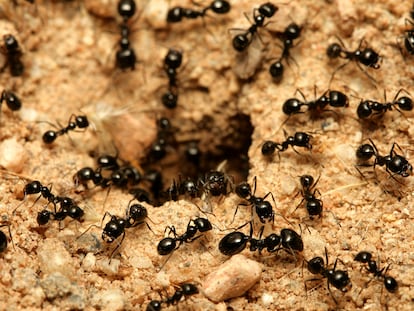 A macro shot of black ants working together.