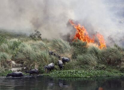 Buffalos escape a fire, which is spreading on a patch of land by the Yamuna river, on a hot summer day in New Delhi, India, June 9, 2015. REUTERS/Anindito Mukherjee  SEARCH "THE NATURAL WORLD" FOR ALL 20 IMAGES