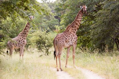 Varias jirafas en el Parque Nacional Hwange en Zimbabue.