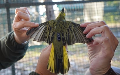 Un cardenal amarillo con un radiostransmisor instalado para su monitoreo.