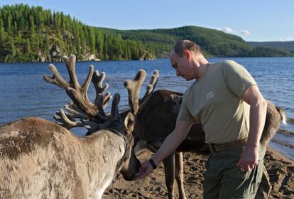 En sus vacaciones de Tuvá, en julio de 2013, Vladimir Putin se retrató alimentando, acariciando y susurrando al oído de los renos.