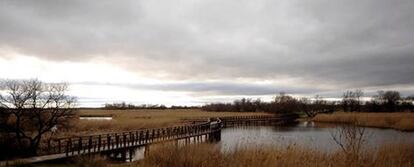 Vista parcial del Parque Nacional de las Tablas de Daimiel. La Mancha Húmeda, uno de los humedales más singulares de España, considerado en 1980 Reserva de la Biosfera, anhela recuperar todo su esplendor. Su estado es extremadamente frágil.