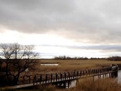 Vista parcial del Parque Nacional de las Tablas de Daimiel. La Mancha Húmeda, uno de los humedales más singulares de España, considerado en 1980 Reserva de la Biosfera, anhela recuperar todo su esplendor. Su estado es extremadamente frágil.
