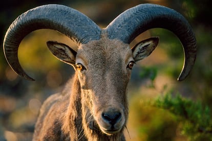 Los bereberes las llaman 'aoudad' y son las únicas ovejas salvajes de África. Viven en las desérticas montañas del Alto Atlas marroquí donde consiguen el agua necesaria a través de las plantas y el rocío.