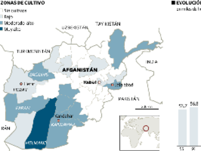 Un hongo destruye un tercio de los cultivos de amapola en Afganistán