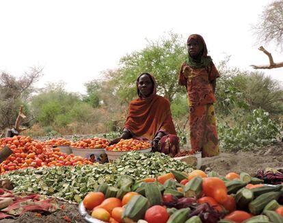 “Los niños están mucho más sanos desde que comen estas cosas”, asegura la presidenta del grupo. La mayoría de los hogares están encabezados por un marido polígamo, y se calcula una media de casi 10 personas por familia. Prácticamente todos los beneficiarios del proyecto vivían en otras zonas de la cuenca del Lago Chad que tuvieron que dejar por la violencia del grupo yihadista Boko Haram que afecta al norte de Nigeria, Níger, Camerún y el propio Chad.