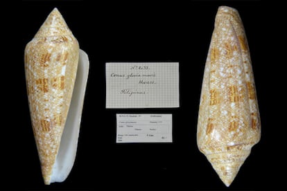 Un ejemplar de ‘Conus gloriamaris’, conservado en la colección de malacología del Museo Nacional de Ciencias Naturales, en Madrid.