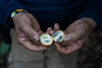 Semilla de caimo en el bosque de la finca de Amazonía Emprende.