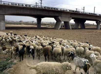 Un rebaño de ovejas y cabras, junto a un viaducto del AVE en el Parque Agrario del Llobregat.
