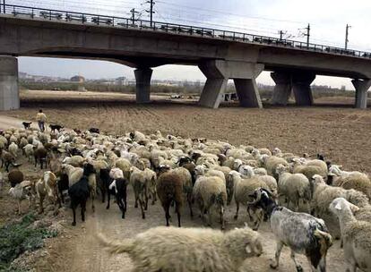 Un rebaño de ovejas y cabras, junto a un viaducto del AVE en el Parque Agrario del  Llobregat.