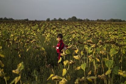 In this Tuesday, Sept. 15, 2015 photo, A Syrian refugee boy walks in a sunflower field while he and other migrants wait inside and outside a bus before being taken by Hungarian police to board a train to the Austrian border, in Roszke, southern Hungary. UNICEF says nearly 7 million children in Syria now live in poverty. (AP Photo/Muhammed Muheisen)