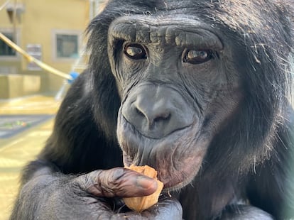 Nyota, un bonobo de Ape Initiative, que particip en el experimento.  Es hijo de la hermana fallecida de Kanzi, Panbanisha, y naci el 4 de abril de 1998.