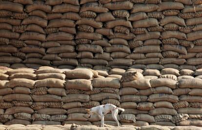 Un perro espera sentado encima de sacos llenos de arroz, en un mercado de Chandigarh (India).