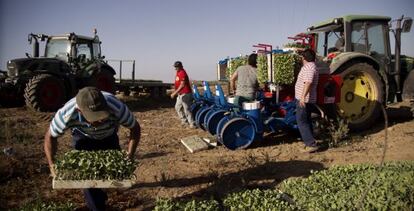 Agricultores afectados por el veto ruso a productos europeos, en una finca de Villamanrique de la Condesa (Sevilla).