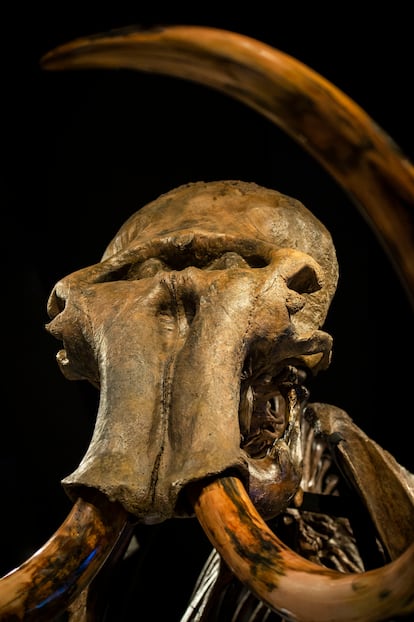 Esqueleto de un mamut siberiano fosilizado de 3,5 metros de alto y entre 40.000 y 50.000 años de antigüedad, en la exposición ‘Mamut. El gigante de la Edad de Hielo’, en el CaixaForum de Madrid. 