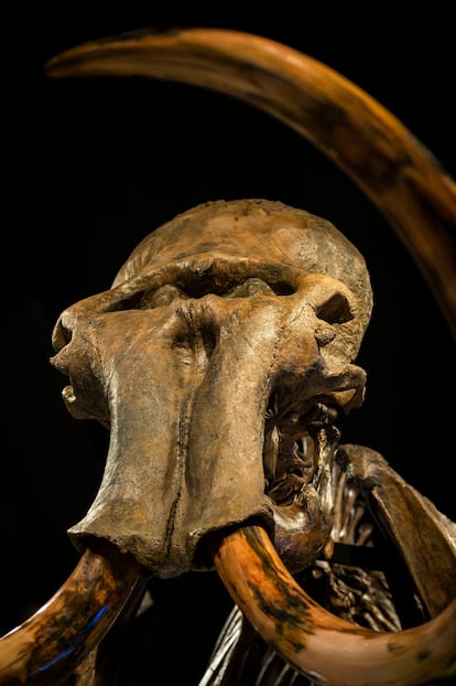  The skeleton of a fossilized Siberian mammoth, measuring 3.5 meters high and dating back between 40,000 and 50,000 years, in the exhibition 'Mammoth. The giant of the Ice Age', at Madrid's CaixaForum. 