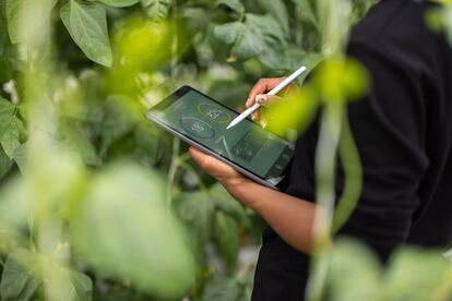 agronomista analiza una plantación con la ayuda de una tableta digital.