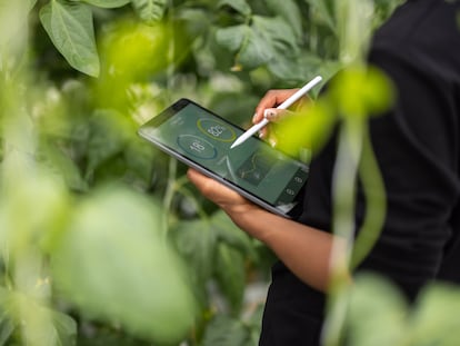 agronomista analiza una plantación con la ayuda de una tableta digital.