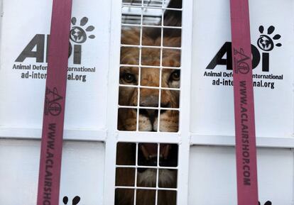 Un camión transporta desde los almacenes del aeropuerto internacional Jorge Chávez (Lima) hasta Johannesburgo (Sudáfrica) 33 leones rescatados y liberados de circos peruanos y colombianos. Su destino es el santuario animal Emoya Big Cat, una reserva cercana al río Limpopo.