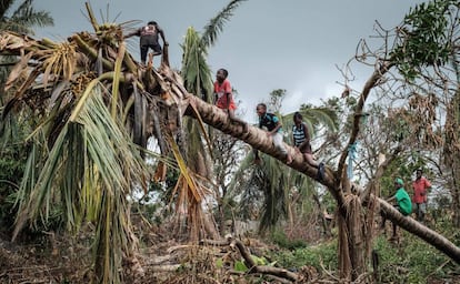 Unos niños trepan por un cocotero derribado tras el paso del ciclón Idai en Beira, Mozambique, el 27 de marzo de 2019. Decenas de miles de víctimas fallecieron a causa de un desastre natural empeorado por el cambio climático.