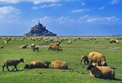 Un grupo de ovejas pasta con el perfil del monte de Saint-Michel (Francia) al fondo.