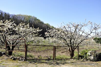 Dos somieres ejercen de entrada en esta finca de cerezos ubicada en el Valle del Jerte.