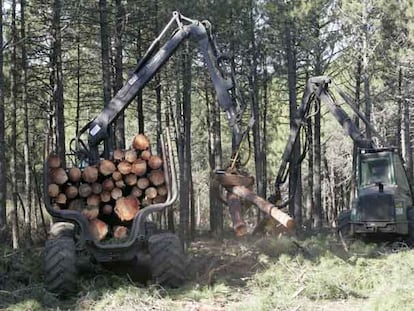 Dos vehículos transportan madera de pino talada.