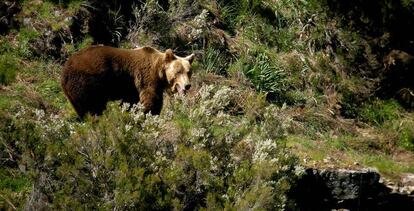 Un ejemplar de oso pardo en libertad.