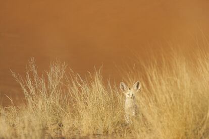 Fénec (Vulpes zerda) entre la vegetación al borde de un erg.<br><br>Además de agotadoras sesiones de espera desde un punto fijo, utilicé la técnica del fototrampeo. Aun así, no fue nada fácil. Pero en contadas ocasiones la paciencia fue recompensada y los resultados llegaron. Diferentes de lo que había soñado, pero esto es lo más emocionante.