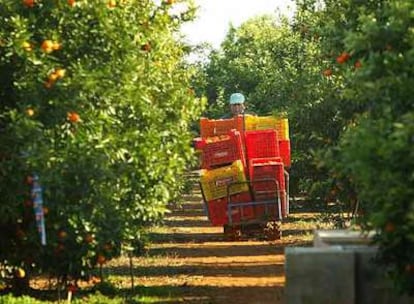 Un trabajador recoge naranjas en un campo en Vila-real, en el arranque de la temporada.