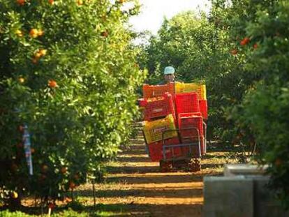 Un trabajador recoge naranjas en un campo en Vila-real, en el arranque de la temporada.