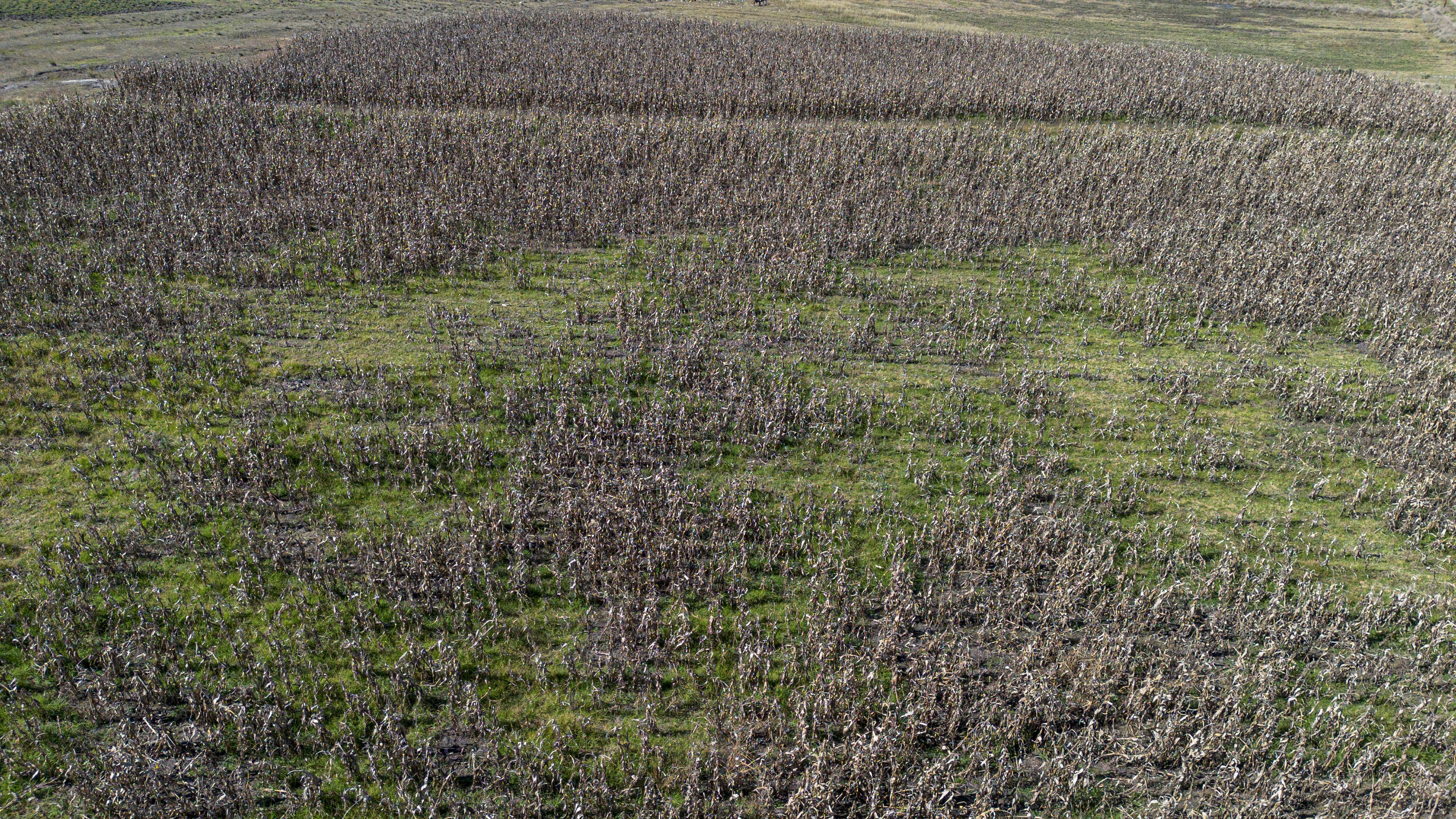 Un campo de maíz dañado por la sequía, en Chapa de Mota (Estado de México, en diciembre de 2023.