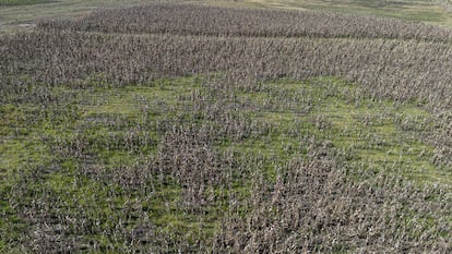Un campo de maíz dañado por la sequía, en Chapa de Mota (Estado de México, en diciembre de 2023.