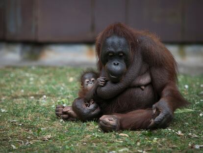 La cría fallecida junto con su madre en el Zoo de Barcelona.