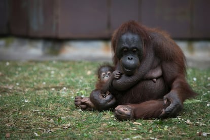 La cría fallecida junto con su madre en el Zoo de Barcelona.