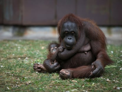 La cría fallecida junto con su madre en el Zoo de Barcelona.