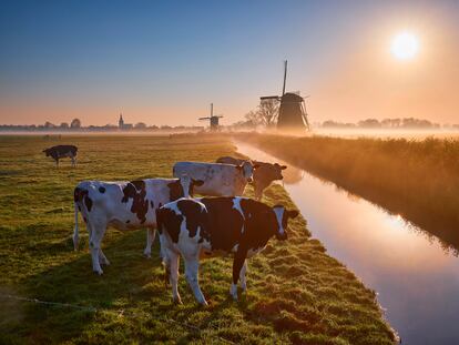 En Países Bajos existen 15.261 granjas de vacas.