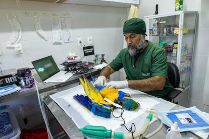 Antes de iniciar la reintroducción, los guacamayos fueron sometidos a todos los controles sanitarios.