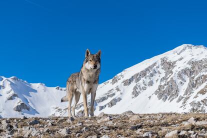 Un lobo itálico (’Canis lupus italicus’) en los montes Apeninos.  