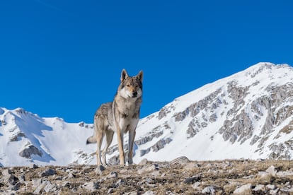 Un lobo itálico (’Canis lupus italicus’) en los montes Apeninos.  