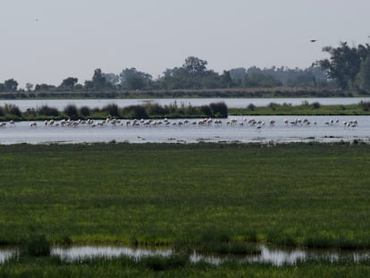 Aves en el Charco de la Boca, en el Parque Nacional de Doñana.